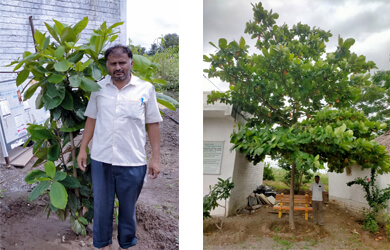 Tree Growth After