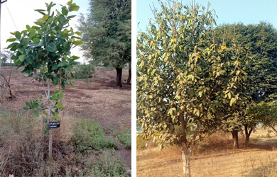 Tree After Growth