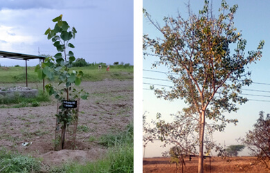 Fully Grown Tree