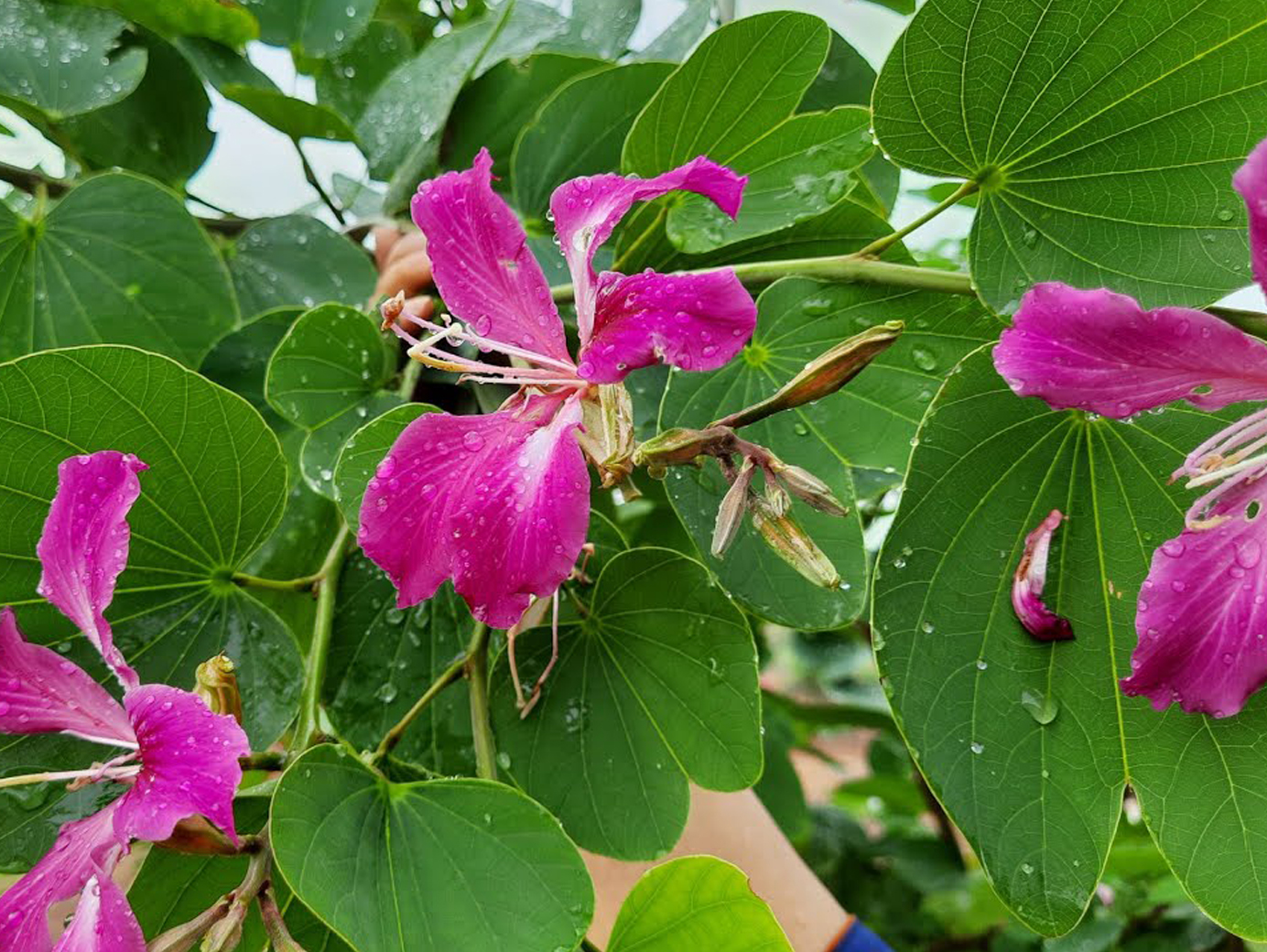 Kanchan Tree