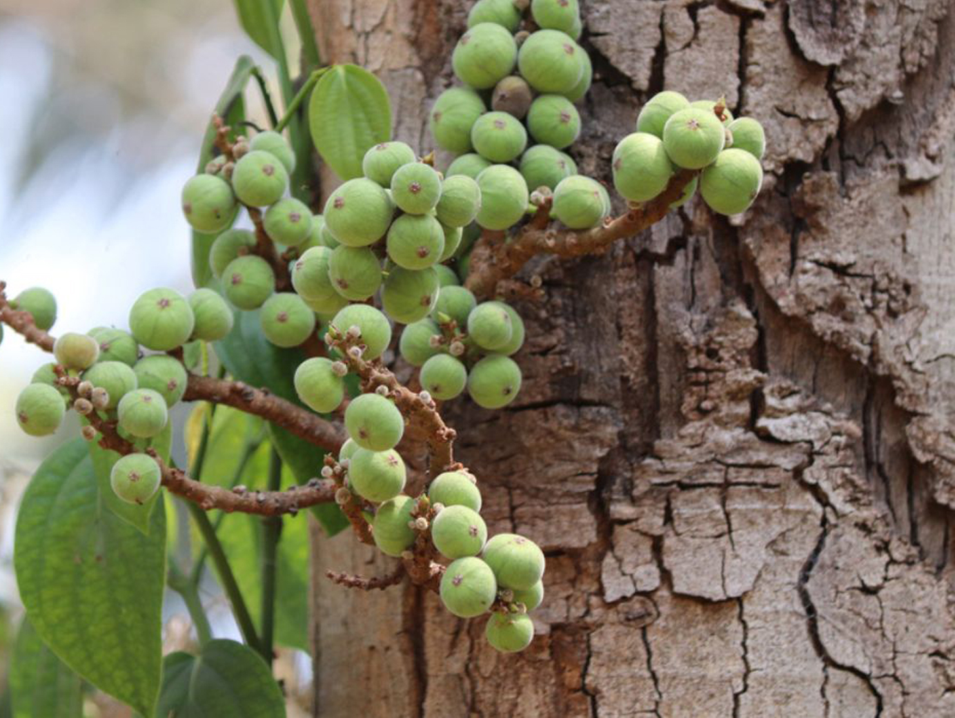 Umbar Tree